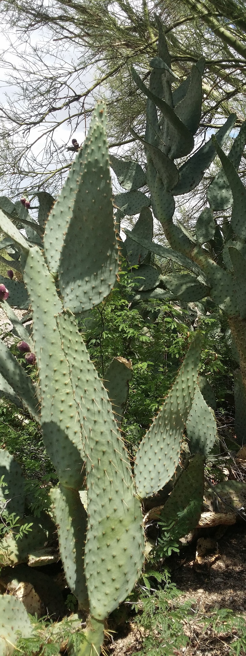 Opuntia engelmannii var. linguiformis.jpg