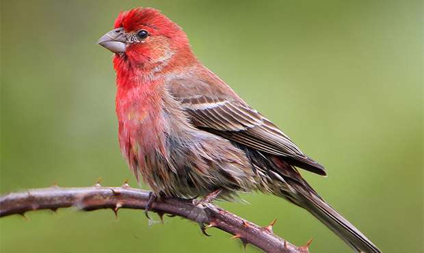 Beak for Murph.jpg
