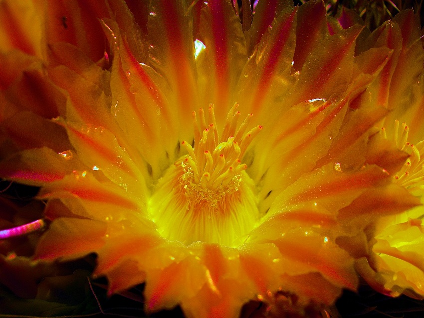 Cactus Yellow Flower.jpg
