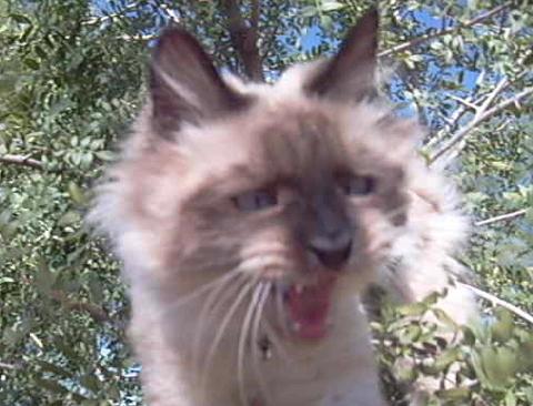 Cat_From_Hell.JPG