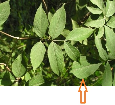 Elderberry leaf.jpg