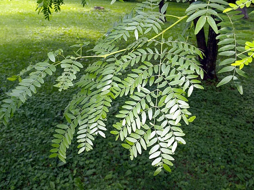 Gleditsia triacanthos inermis leaves.jpg